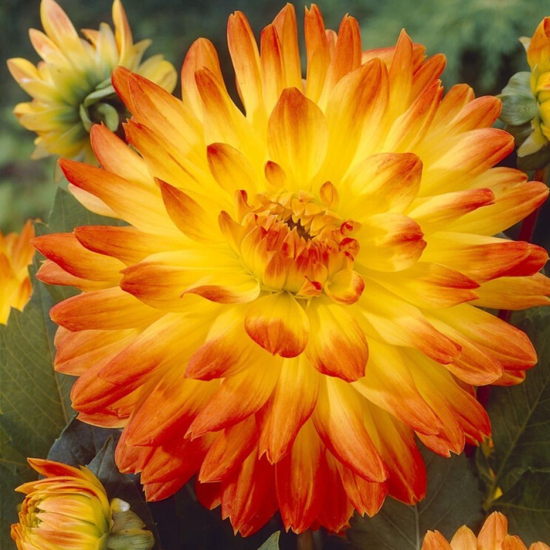 Dahlia 'Procyon'