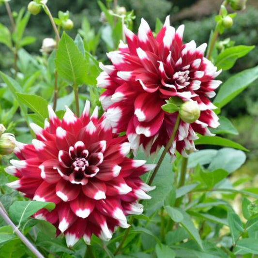 Dahlia 'Duet'