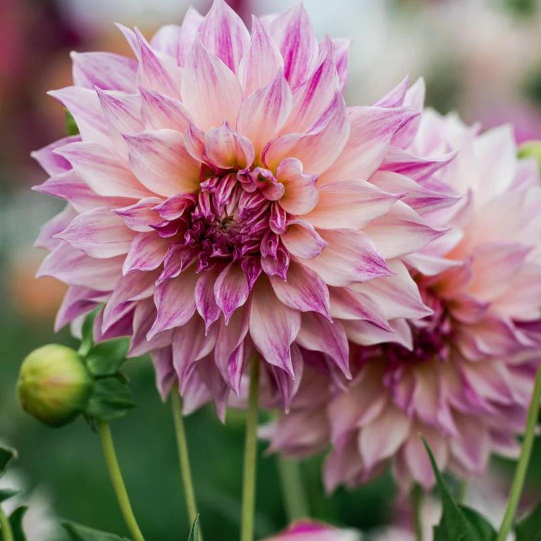 Dahlia ‘Café au Lait Royal’