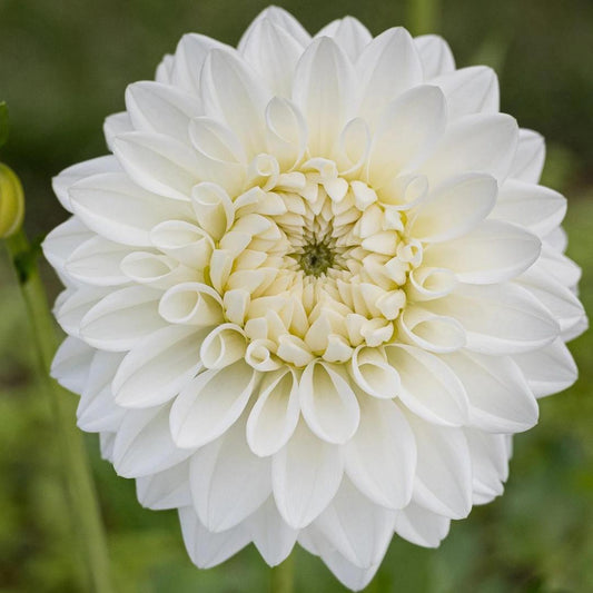 Dahlia 'Snowstorm'