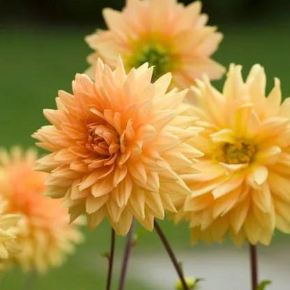 Dahlia 'Glorie van Noordwijk'