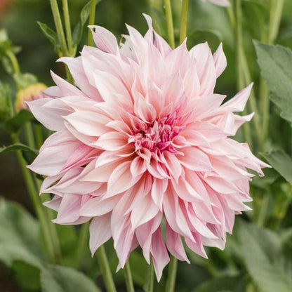 Dahlia 'Café au Lait '