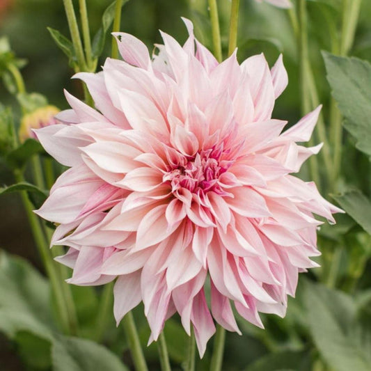 Dahlia 'Café au Lait '