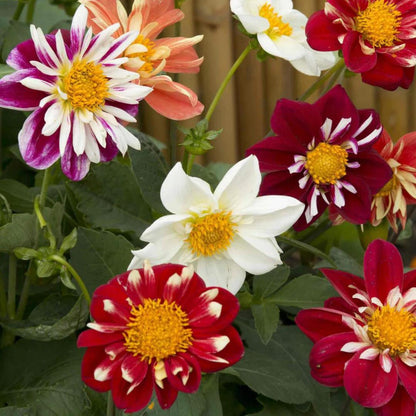 Dahlia 'Mix'