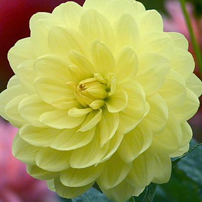 Dahlia 'Glory of Heemstede'