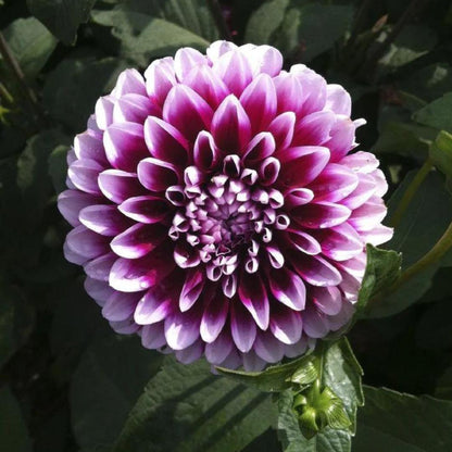 Dahlia 'Edinburgh'