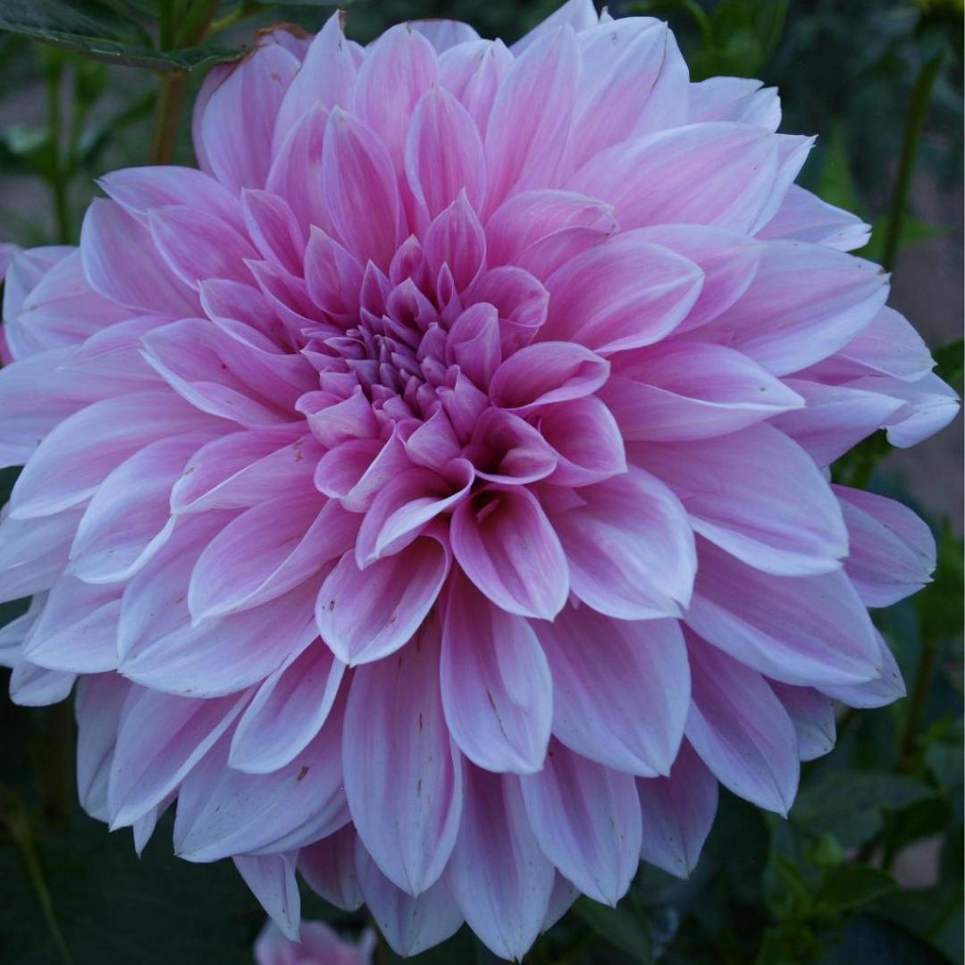 Dahlia ‘Lavender Perfection’