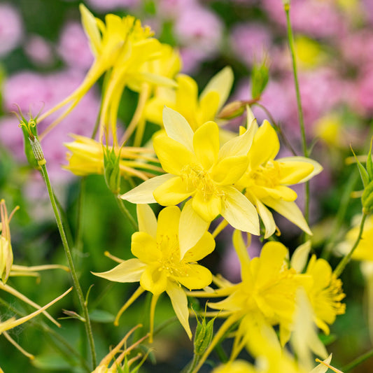 McKana Yellow Columbine Seeds