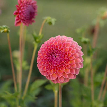 Dahlia ‘Jowey Winnie’