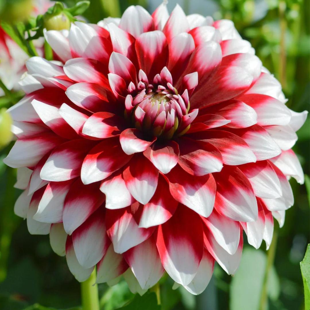 Dahlia 'Duet'