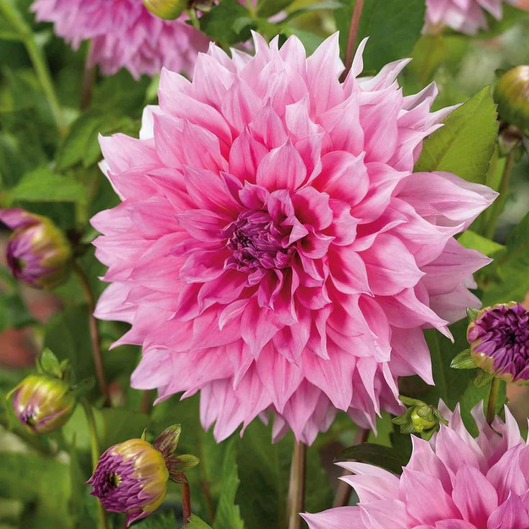 Dahlia ‘Café au Lait Royal’