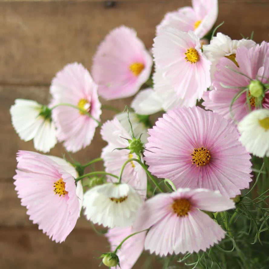 Cupcakes Blush Cosmos Seed