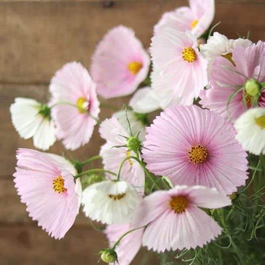 Cupcakes Blush Cosmos Seed