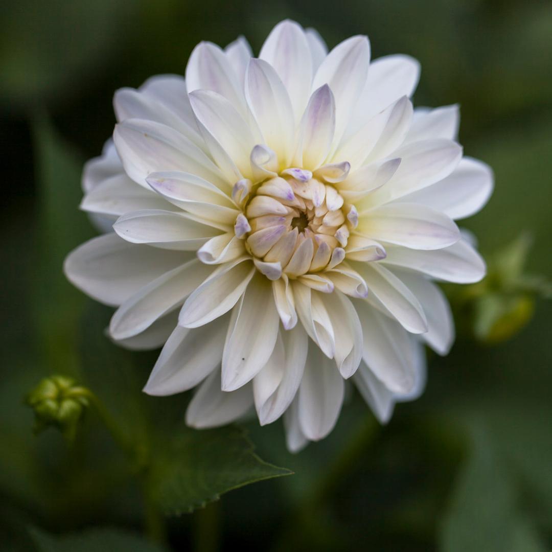 Dahlia 'Snowstorm'