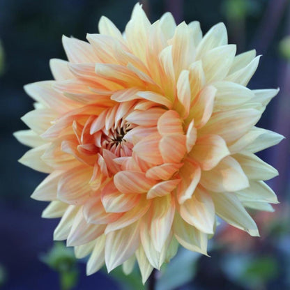 Dahlia 'Glorie van Noordwijk'