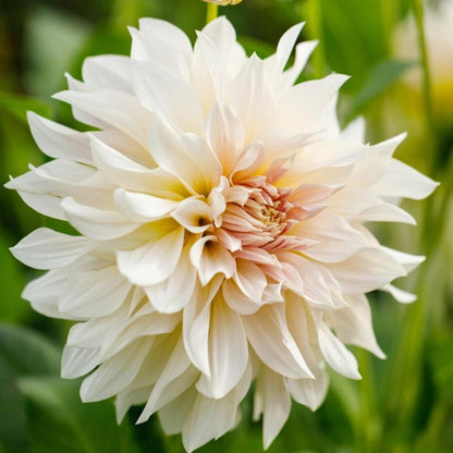 Dahlia 'Café au Lait '