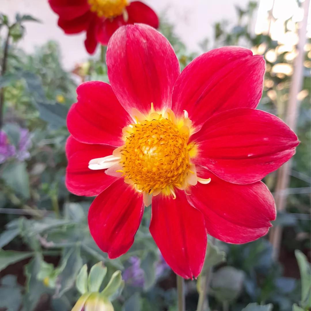 Dahlia 'Mix'