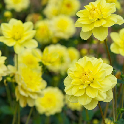 Dahlia 'Glory of Heemstede'