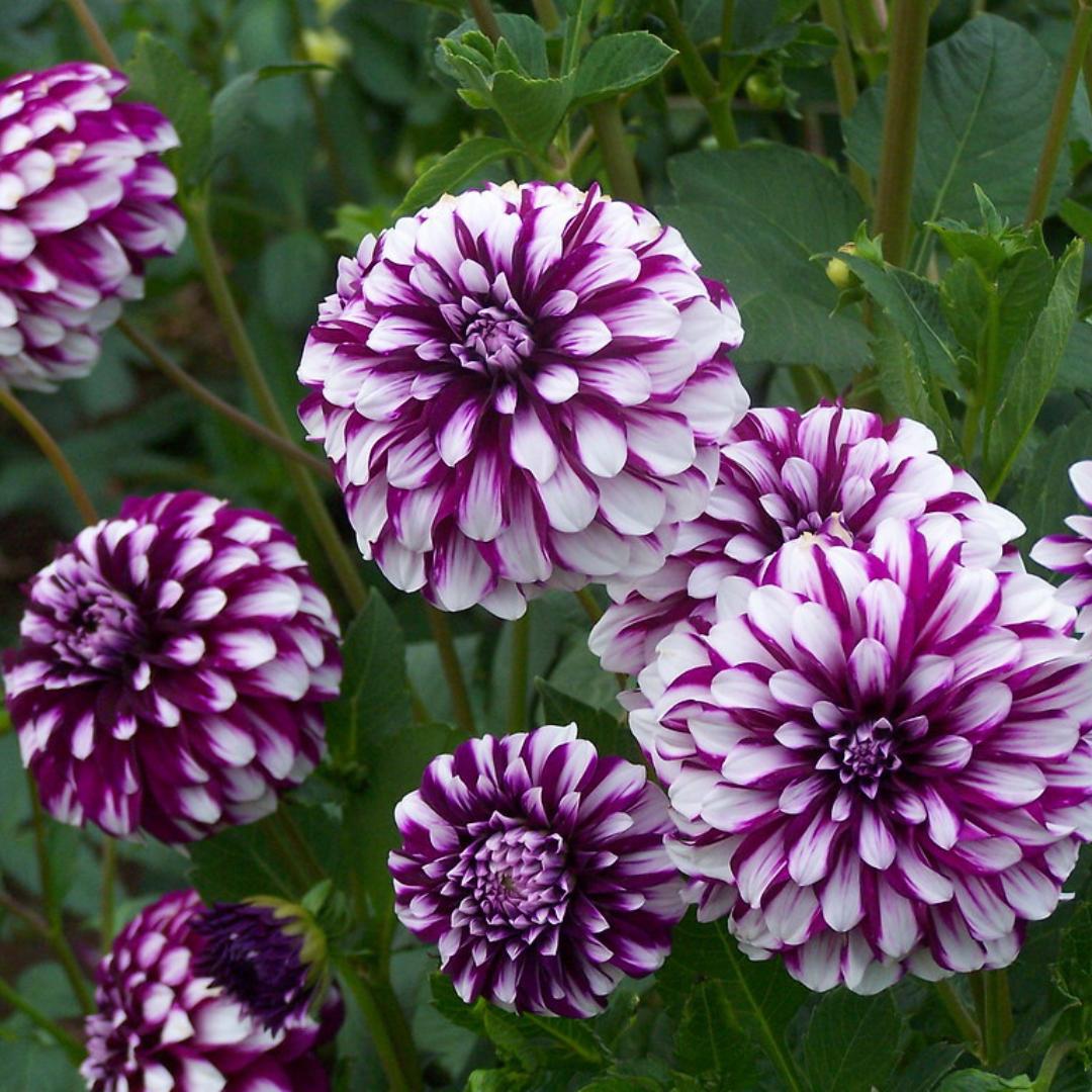 Dahlia 'Edinburgh'