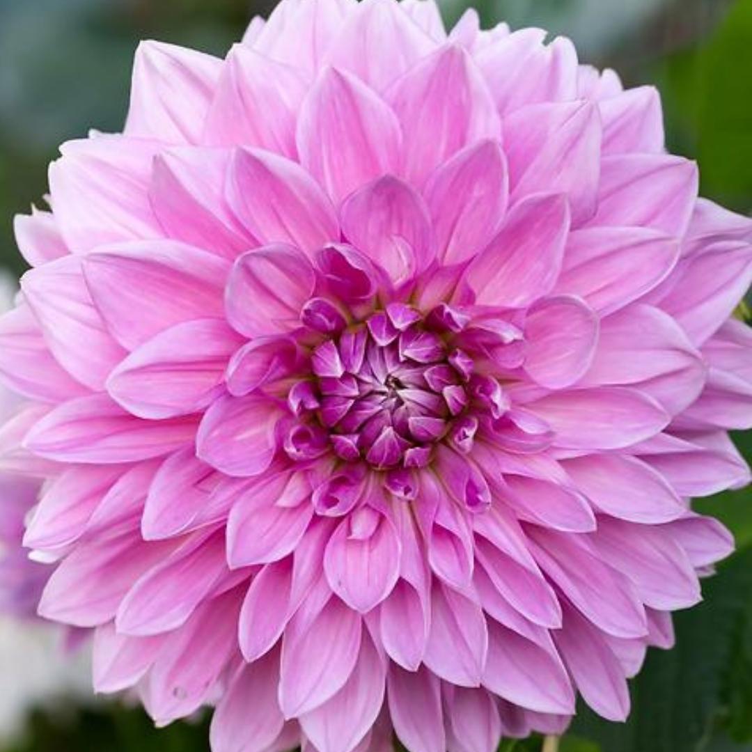 Dahlia ‘Lavender Perfection’