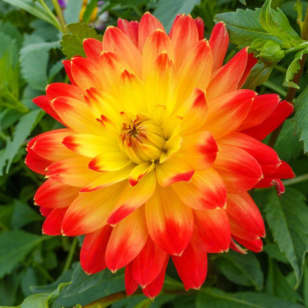 Dahlia 'Procyon'