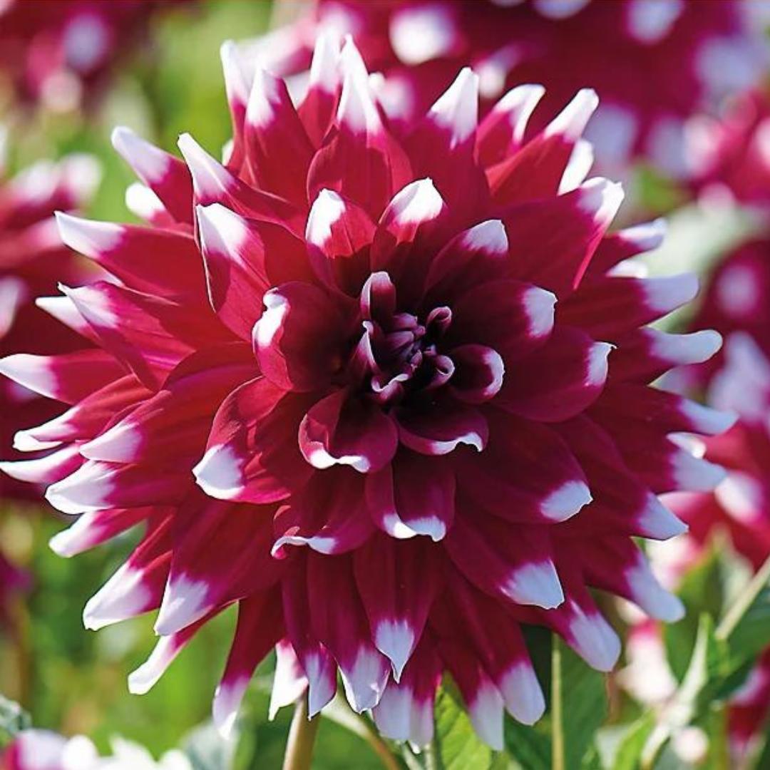 Dahlia 'Duet'