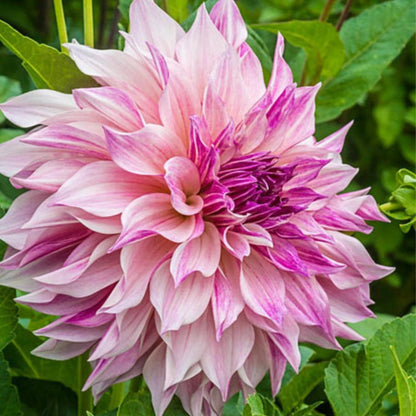 Dahlia ‘Café au Lait Royal’