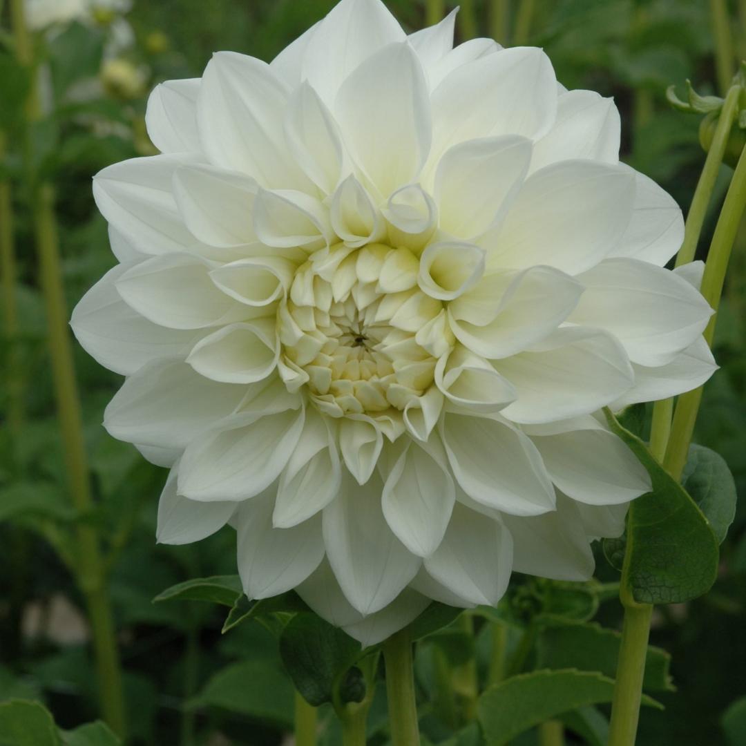 Dahlia 'Snowstorm'