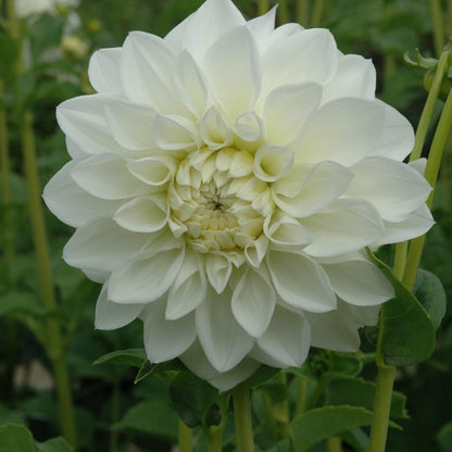 Dahlia 'Snowstorm'