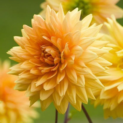 Dahlia 'Glorie van Noordwijk'