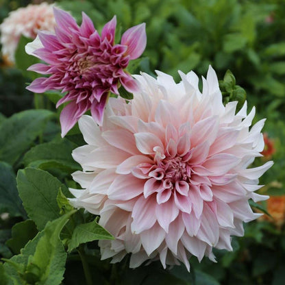 Dahlia 'Café au Lait '