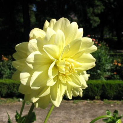 Dahlia 'Glory of Heemstede'