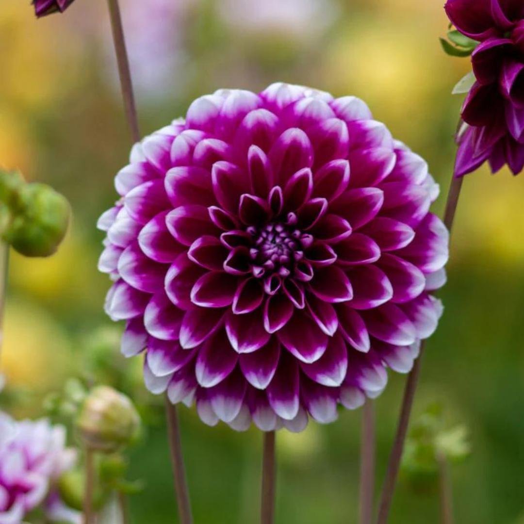 Dahlia 'Edinburgh'