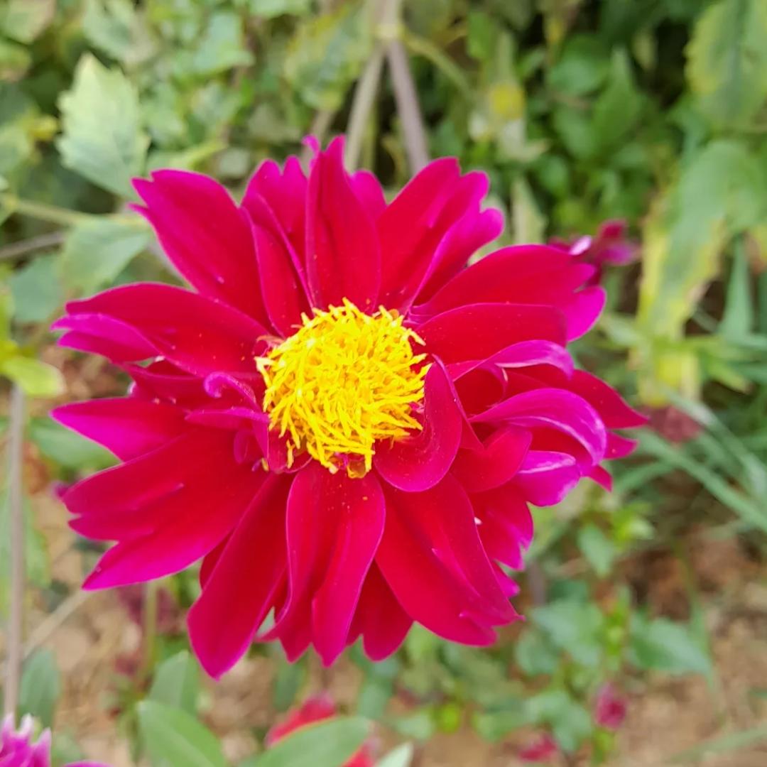 Dahlia 'Mix'