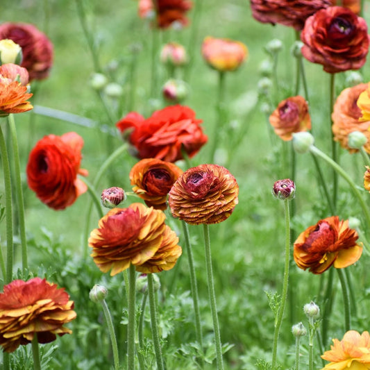 Picotee Café Mix Ranunculus