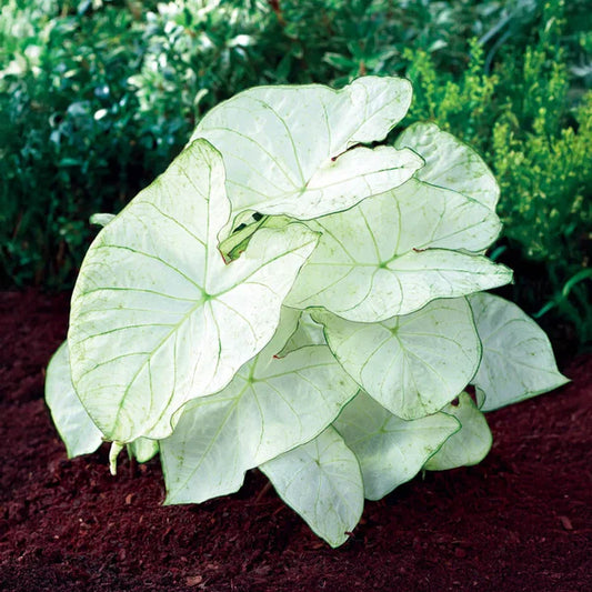 florida moonlight caladium