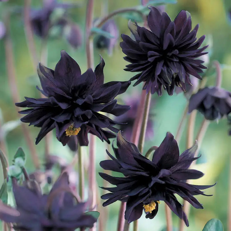 Black Barlow Columbine Seeds