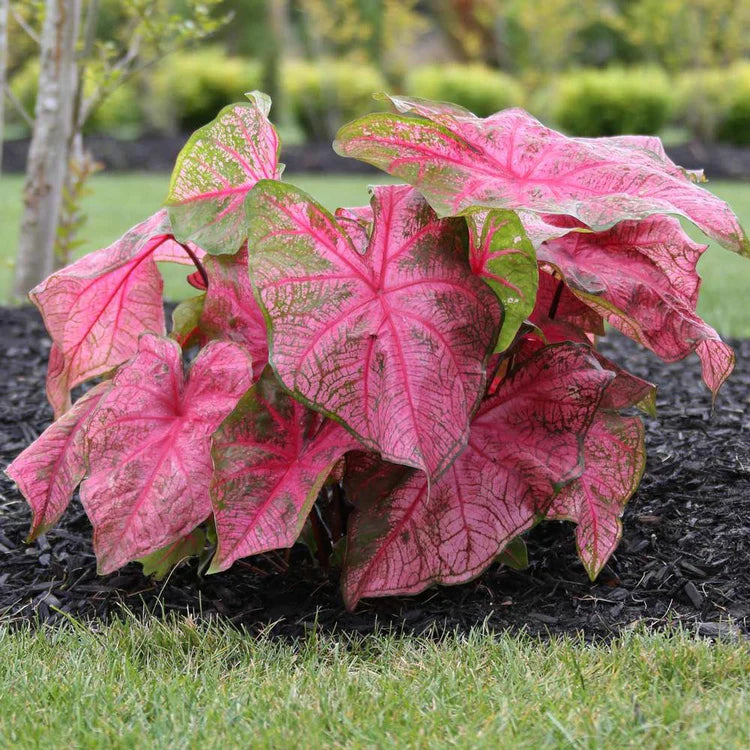 fannie munson caladium
