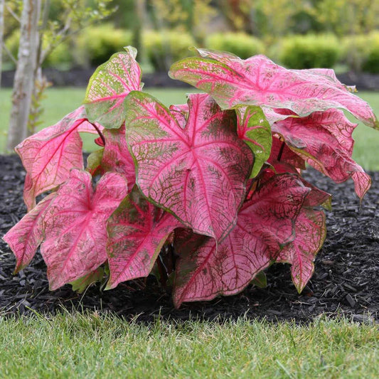 fannie munson caladium