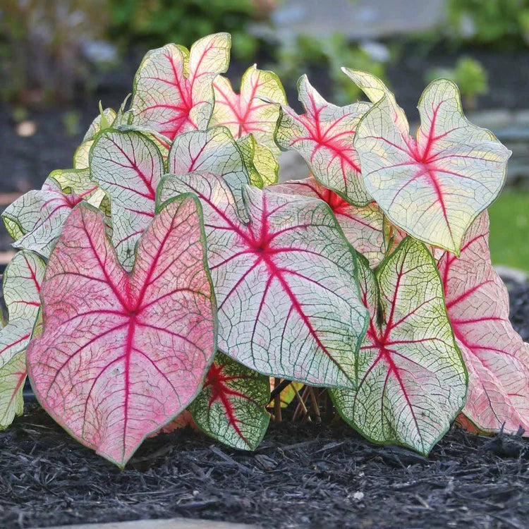 white queen caladium