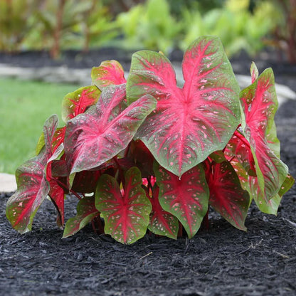 red flash caladium