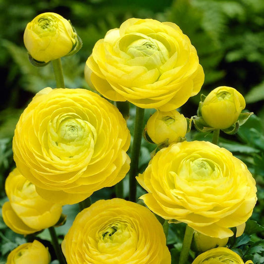 tomer yellow ranunculus