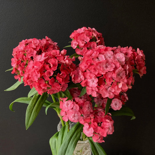 Barcelona Pink Dianthus Seed