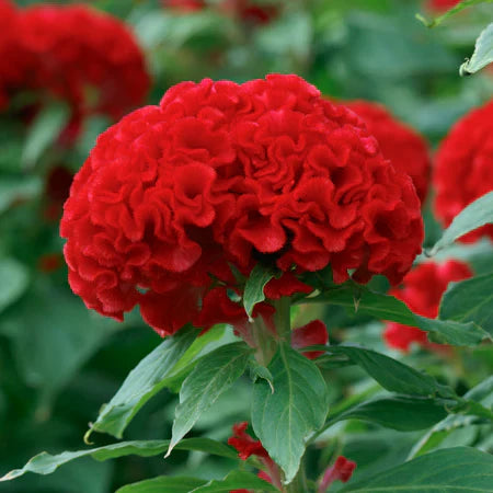 Chief Persimmon Celosia Seeds