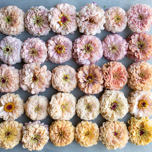 Light Shades of Pink Zinnia