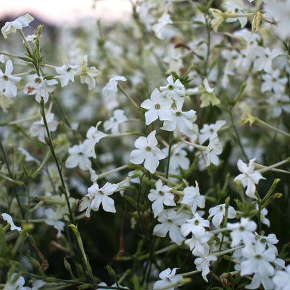 White Nicotiana (Flowering Tobacco ‘Grandiflora’)