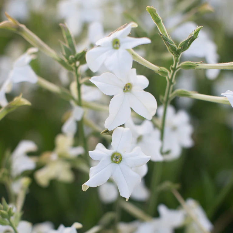 White Nicotiana (Flowering Tobacco ‘Grandiflora’)