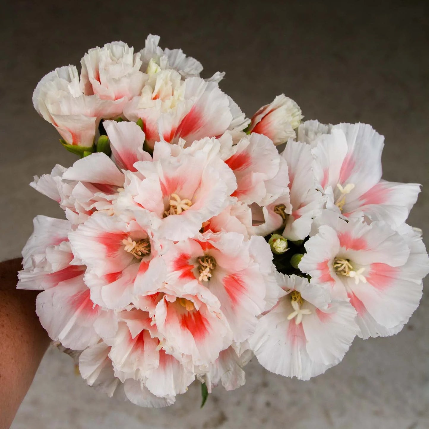 Grace Shell Pink Clarkia Seed