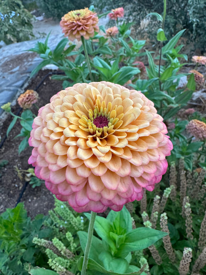Zinnia Sunset Mix