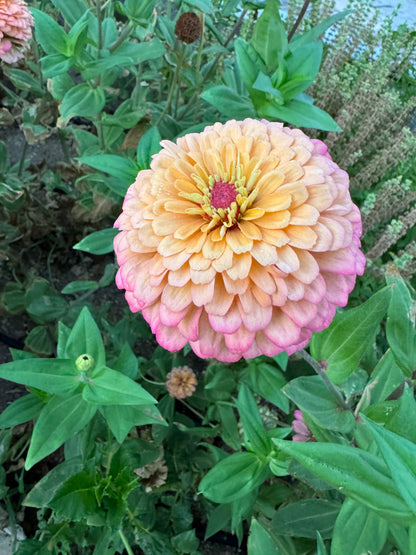 Zinnia Sunset Mix